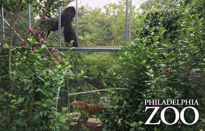 A gorilla and a tiger at the Philadelphia Zoo.