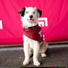 A puppy at Temple Made fest